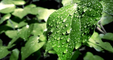 Agriculture water application