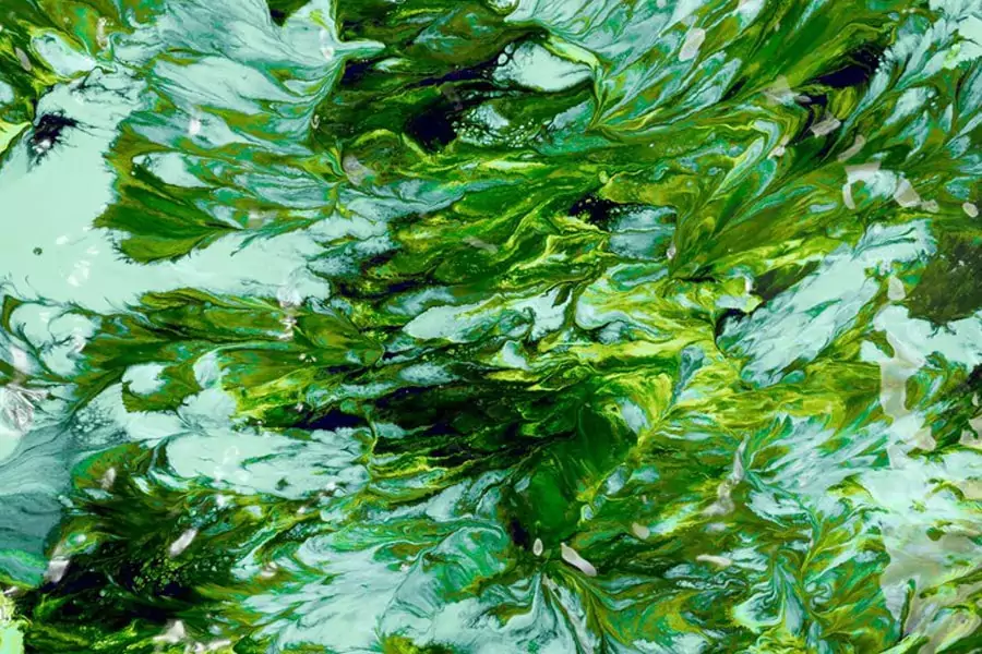 Is Ultrasonic Algae Control Worth