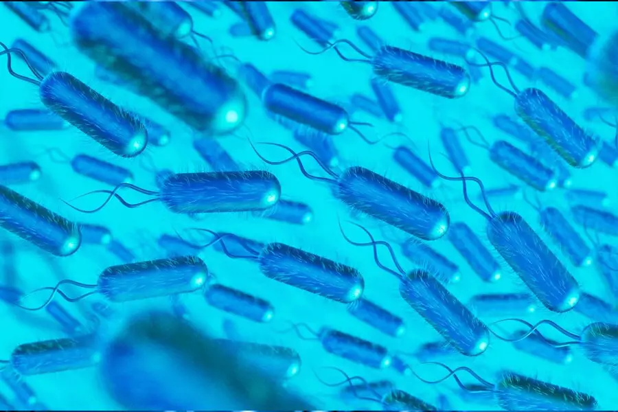 Legionella pneumophila