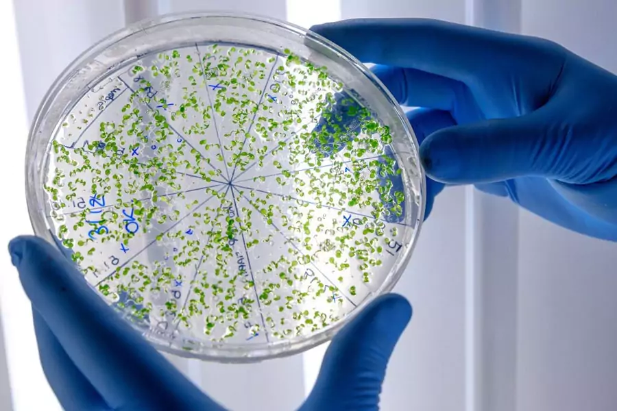 Legionella Bacteria
