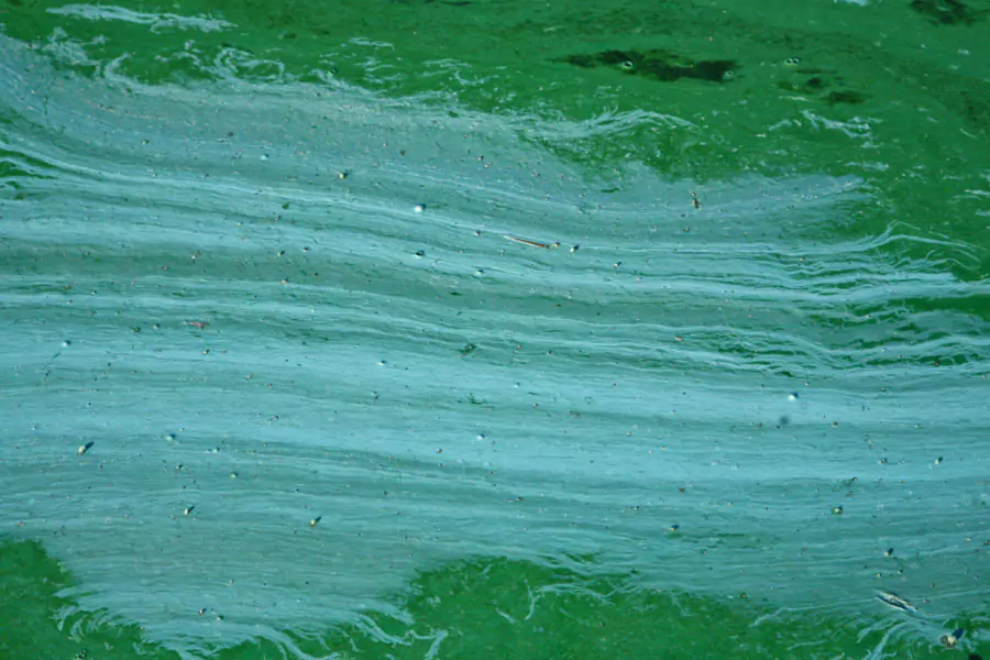 Importance of Blue Green Algae Treatment