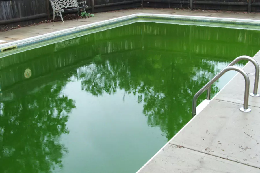 Best Mustard Algae Treatment