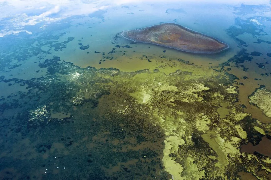 ultrasonic algae control