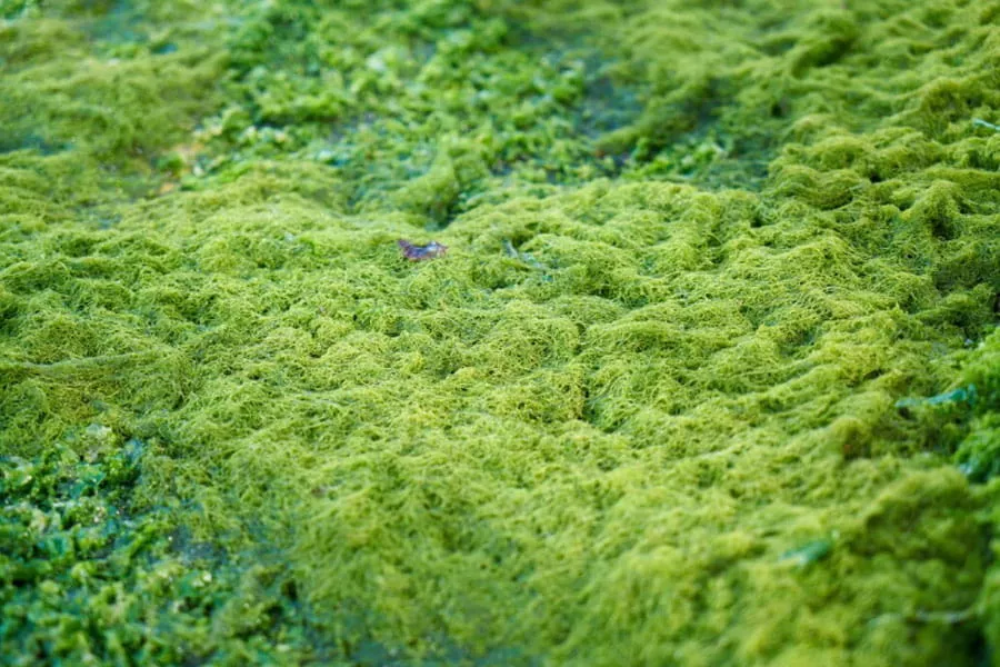 Natural Prevention of the Algae Growth