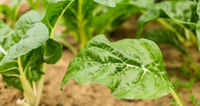 Agriculture & livestock