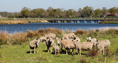 Agriculture & livestock