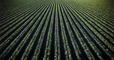 Agriculture & livestock